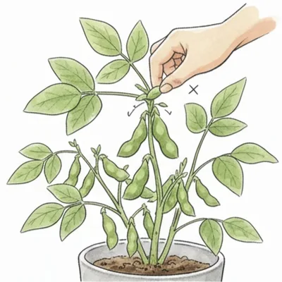 摘心・分枝促進