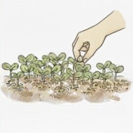 間引き・育成