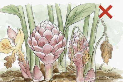 収穫遅れ・開花状態の状態