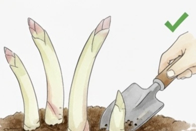 みょうがたけ（若芽）の状態