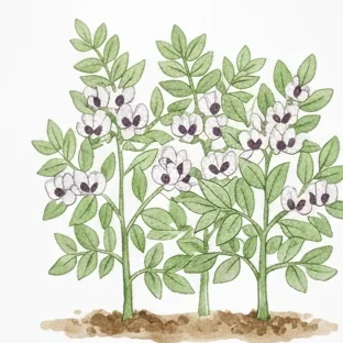 開花・結実期管理